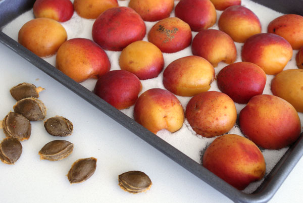 apricot-tart-ready-to-roast